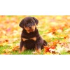 Rottweiler Puppy Lover Diamond Painting