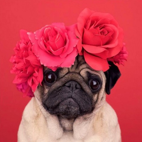 Pug Roses Diamond Painting