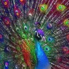 Peacock Home Diamond Painting