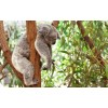 Koala Sleep Diamond Painting