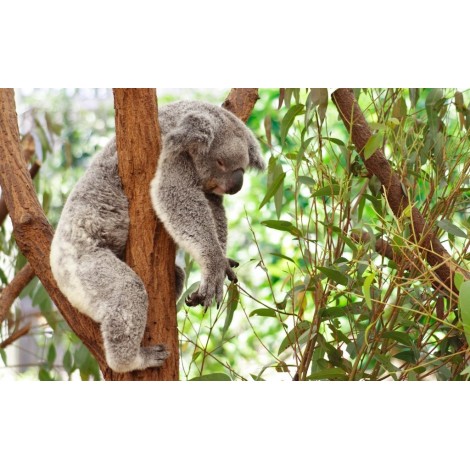 Koala Sleep Diamond Painting