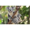 Koala Mom Diamond Painting