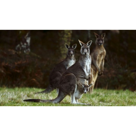 Kangaroo Mom Diamond Painting