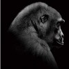 Gorilla Animal Diamond Painting