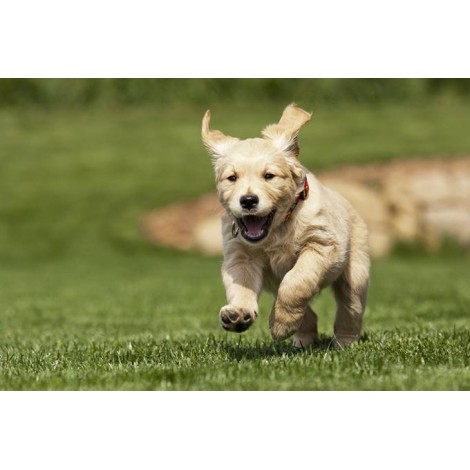 Golden Retriever Puppies Diamond Painting