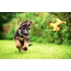 German Shepherd Puppy Diamond Painting