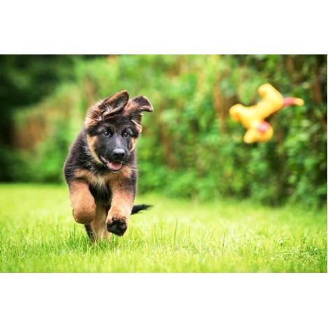 German Shepherd Puppy Diamond Painting