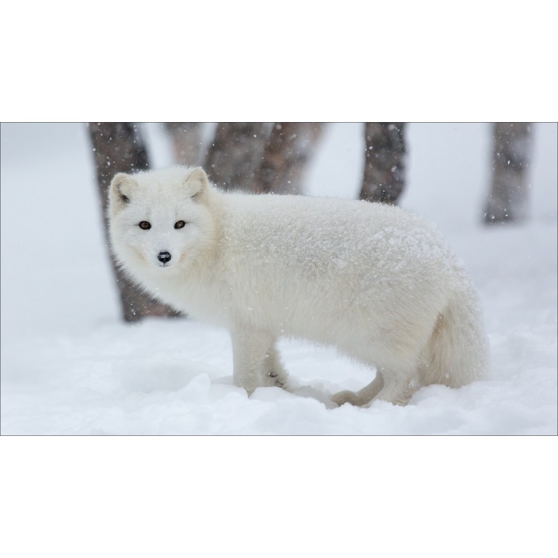 Fox White In The Sno...