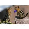 Chipmunk Love Diamond Painting