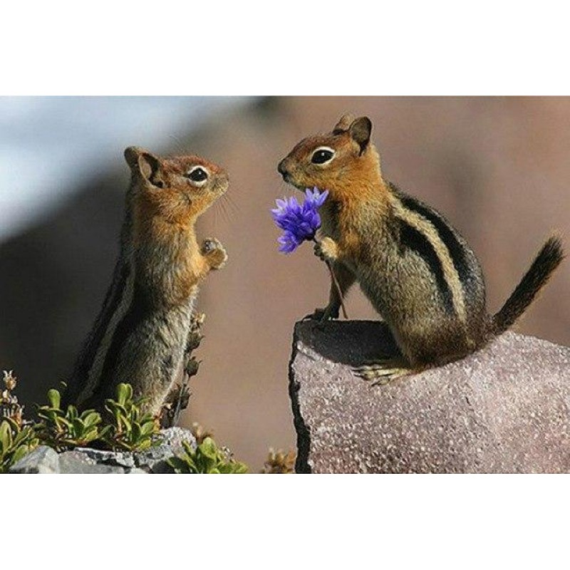 Chipmunk Love Diamon...