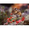 Chipmunk Cute Diamond Painting