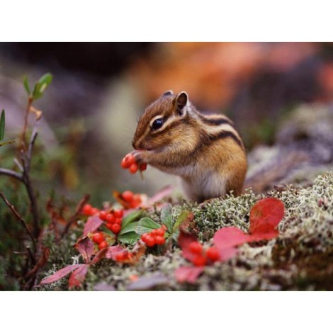 Chipmunk Cute Diamond Painting