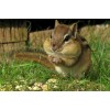 Chipmunk Eat Diamond Painting