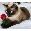 Cat And Rose Diamond Painting