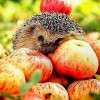 Apple Hedgehog Diamond Painting