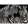 Animal Zebra Diamond Painting