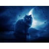 5d Cat Diamond Painting Premium-84