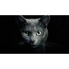 5d Cat Diamond Painting Premium-81