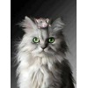 5d Cat Diamond Painting Premium-67