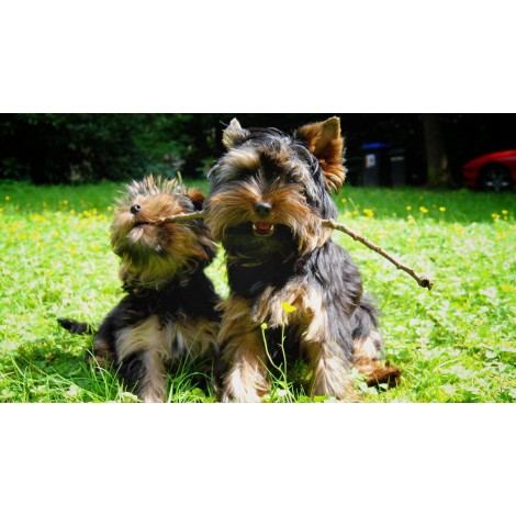 Yorkie Playing Diamond Painting