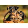 Yorkie Cute Love Diamond Painting