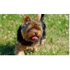 Yorkie Funny Diamond Painting