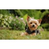 Yorkie Cute Diamond Painting