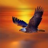 Eagle Orange Sunset Diamond Painting